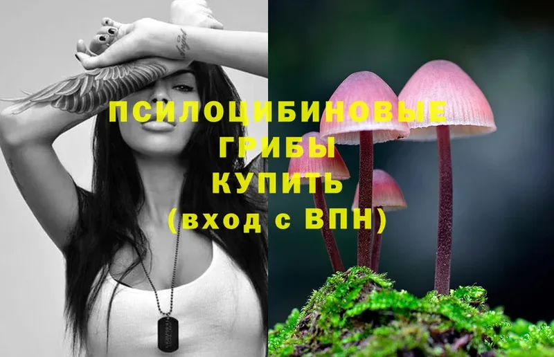 Псилоцибиновые грибы Psilocybe  Армянск 